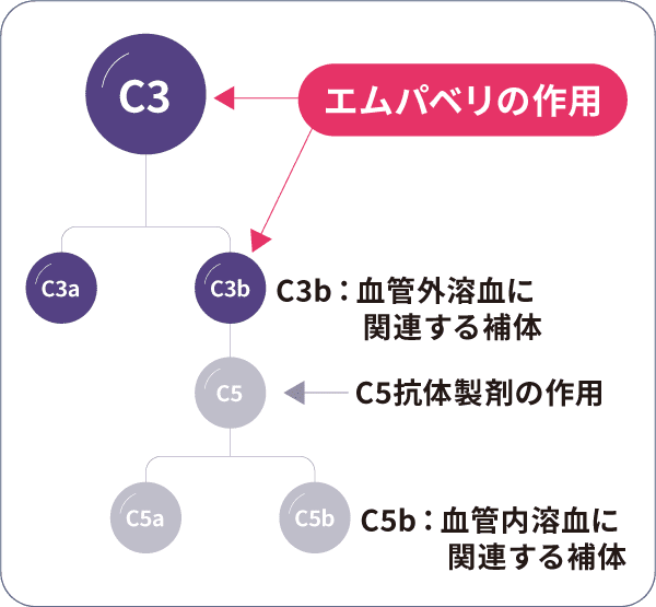 補体系とエムパベリの作用