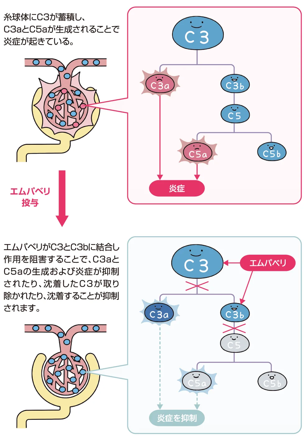 補体系とエムパベリの作用
